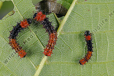 Indischer Mondspinner Eiraupe