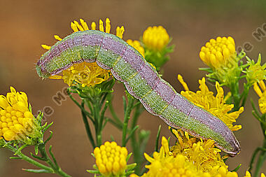Dunkelgrauer Goldaster-Mönch Raupe