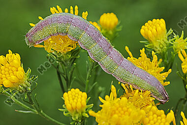 Dunkelgrauer Goldaster-Mönch Raupe
