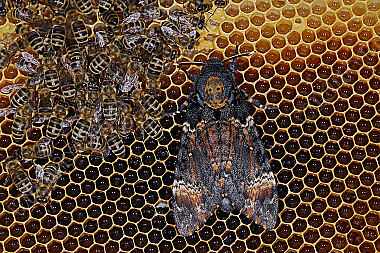 Totenkopfschwärmer im Bienenstock