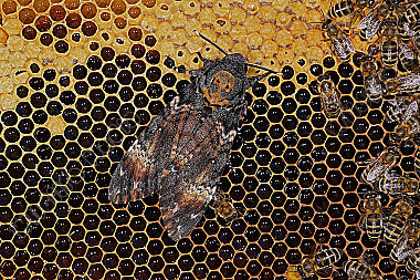 Totenkopfschwärmer im Bienenstock