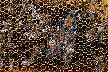 Totenkopfschwärmer im Bienenstock