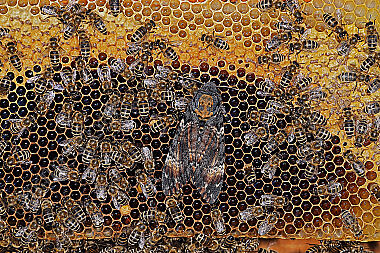 Totenkopfschwärmer im Bienenstock