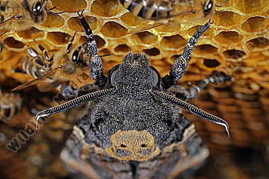 Totenkopfschwärmer im Bienenstock