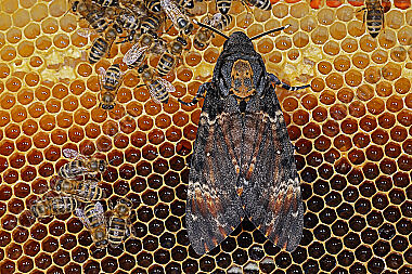 Totenkopfschwärmer im Bienenstock