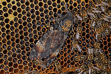 Totenkopfschwärmer im Bienenstock