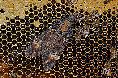Totenkopfschwärmer im Bienenstock