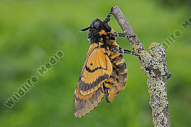 Totenkopfschwärmer Schlupf