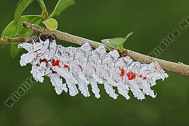Atlasseidenspinner halberwachsene Raupe