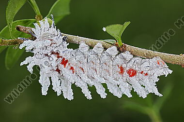 Atlasseidenspinner halberwachsene Raupe