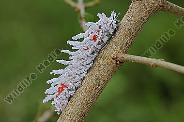 Atlasseidenspinner halberwachsene Raupe