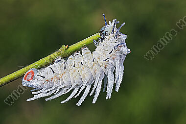 Atlasseidenspinner Raupe