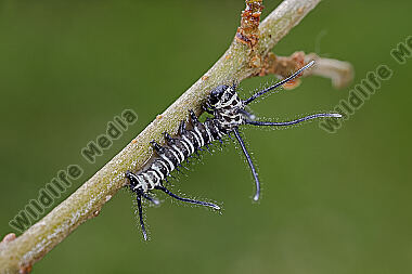 Chinesischer Brahmaspinner hearseyi Eiraupe