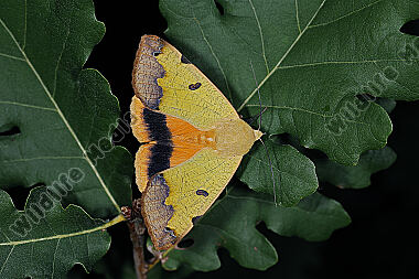 Grüne Brombeer-Bandeule