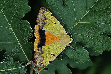 Grüne Brombeer-Bandeule