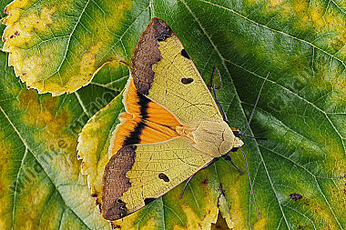 Grüne Brombeer-Bandeule