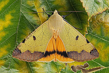 Grüne Brombeer-Bandeule