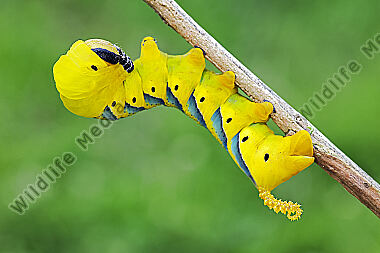 Totenkopfschwärmer Raupe