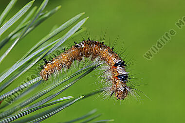 Kiedernspinner halberwachsene Raupe