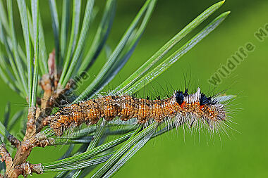 Kiedernspinner halberwachsene Raupe
