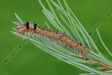 Kiedernspinner halberwachsene Raupe