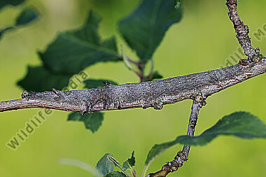 Ordensband hymenaea Raupe