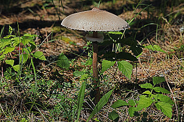 Gemeiner Riesenschirmling