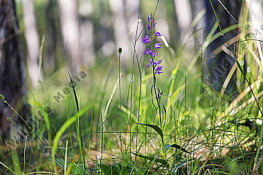 Rotes Waldvögelchen