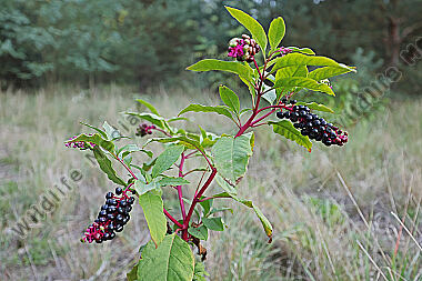 Amerikanische Kermesbeere