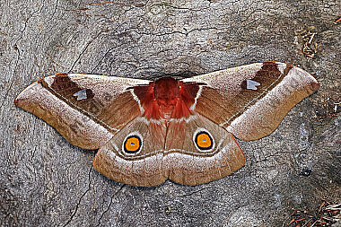 Seidenspinner Bunaea alcione