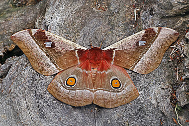 Seidenspinner Bunaea alcione