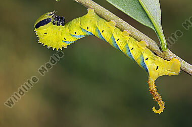 Totenkopfschwärmer halberwachsene Raupe
