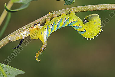 Totenkopfschwärmer halberwachsene Raupe