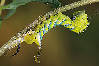 Totenkopfschwärmer halberwachsene Raupe