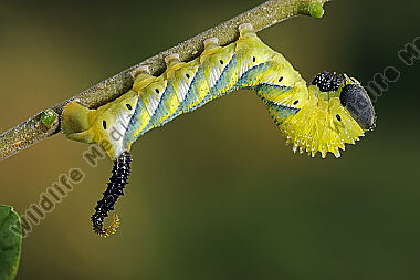 Totenkopfschwärmer halberwachsene Raupe