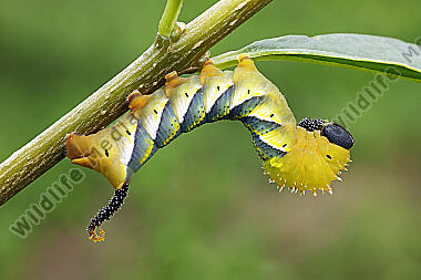 Totenkopfschwärmer halberwachsene Raupe