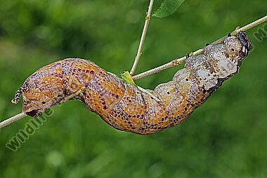 Totenkopfschwärmer Raupe