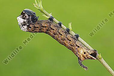 Totenkopfschwärmer Raupe