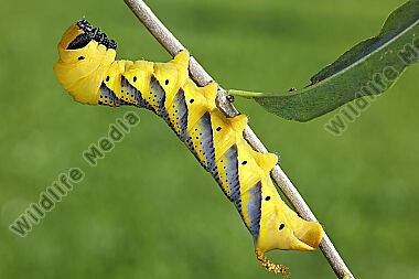Totenkopfschwärmer Raupe