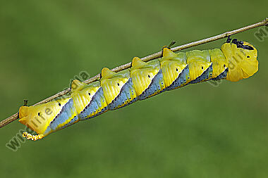 Totenkopfschwärmer Raupe