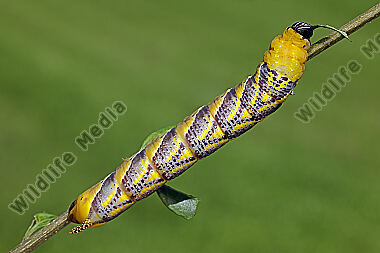 Totenkopfschwärmer Raupe