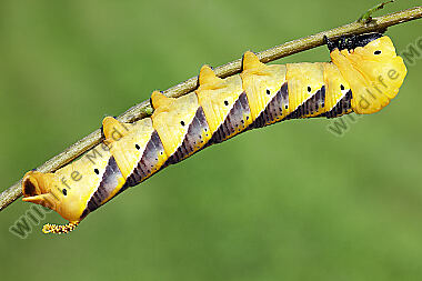 Totenkopfschwärmer Raupe