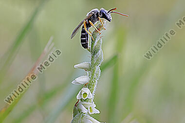 Herbst-Drehwurz mit Bestäuber