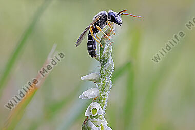 Herbst-Drehwurz mit Bestäuber
