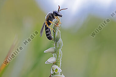 Herbst-Drehwurz mit Bestäuber