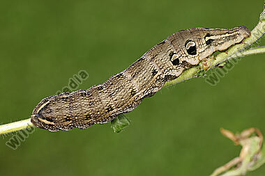 Mittlerer Weinschwärmer Raupe