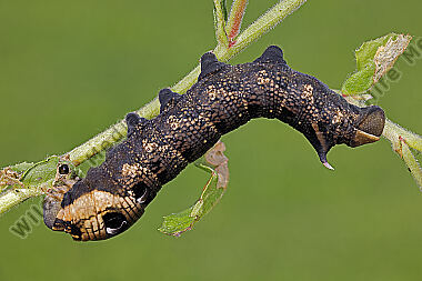 Mittlerer Weinschwärmer Raupe