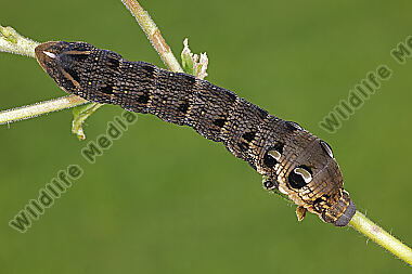 Mittlerer Weinschwärmer Raupe