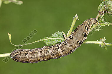 Mittlerer Weinschwärmer Raupe