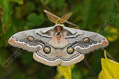 Pfauenspinner Neoris schencki Männchen